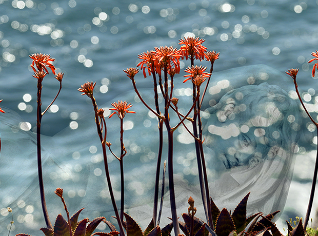 Fleur de mer