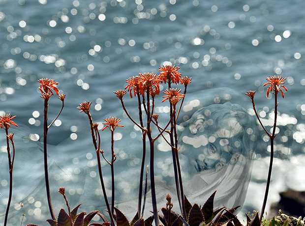 Fleur de mer
